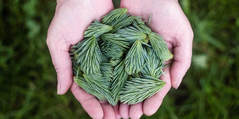 创意设计32：当绿色主题邂逅复古风格，解锁艺术创作新维度