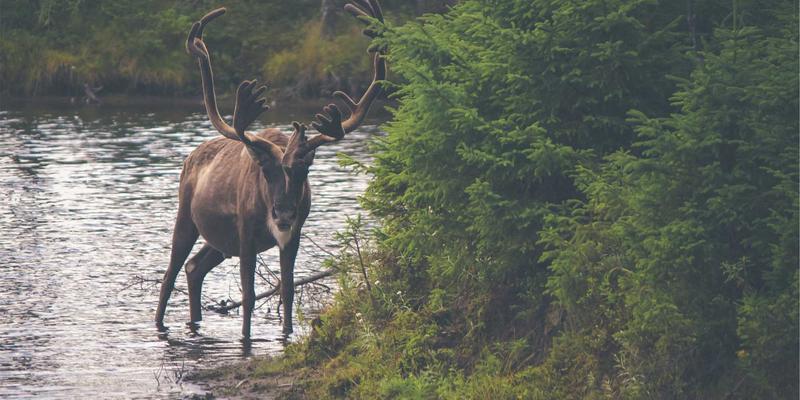 创意设计进阶：融合手工艺、插画与复古风格的当代美学实践