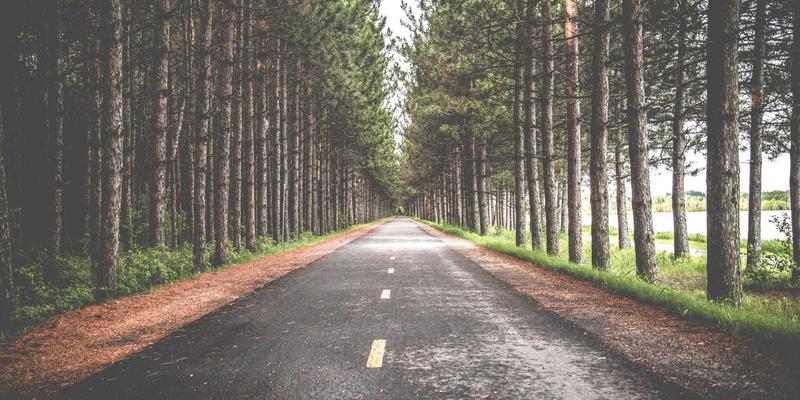 生物仿生设计：插画与平面设计中的绿色主题灵感源泉