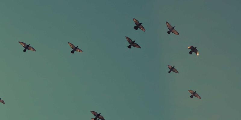 融合视觉艺术与手工艺:打造绿色主题设计的创意教程